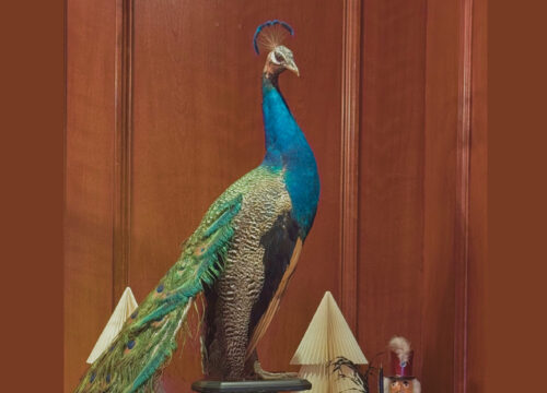 Peacock with holiday vibes on a brown wood background